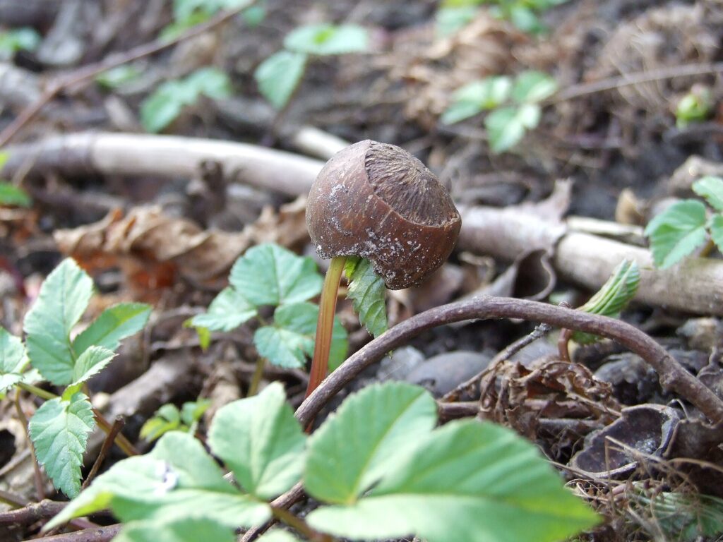Ciotola di nocciole macinate grossolanamente accanto a uova intere e a un sacchetto di zucchero