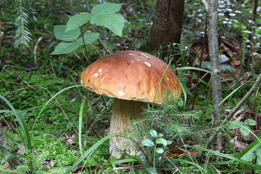 Fungo porcino intero appoggiato sul muschio, con gambo chiaro e cappella bruna e lucida