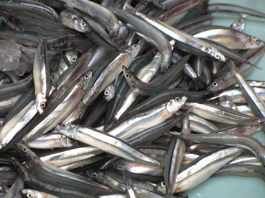 Alici appena pescate in una cassetta di plastica su un banco di pescheria
