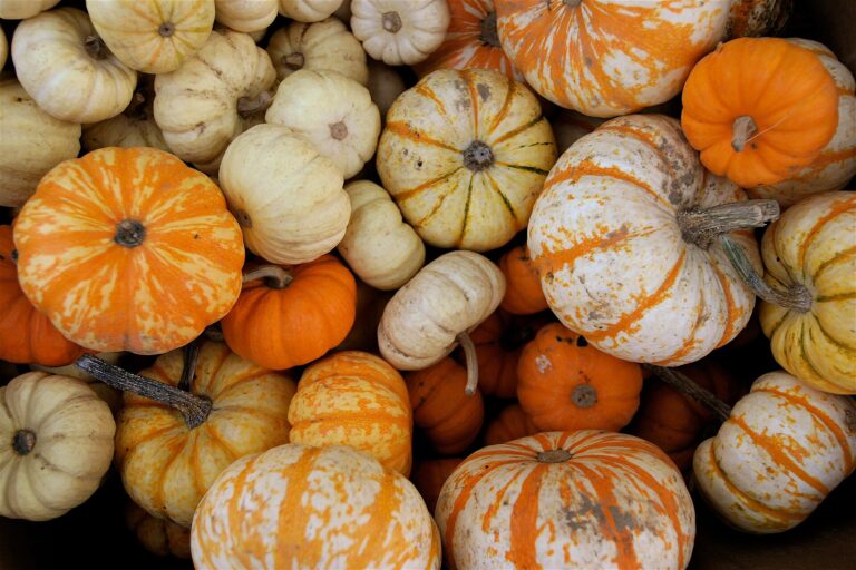 Sei zucche italiane, e solo alcune reggono il forno