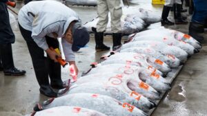 All’asta di Chioggia il prezzo si forma prima dello sbarco al banco