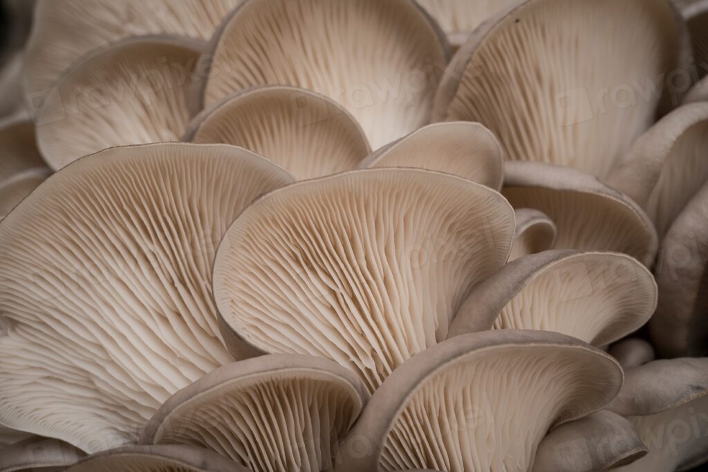 Ciuffo di pleurotus dalle lamelle chiare appoggiato su un tagliere di legno scuro